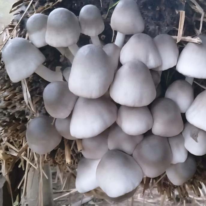 Mushroom Farming